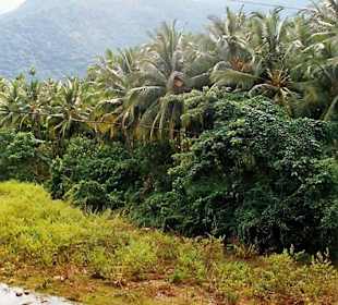 unterwegs in Nilgiri Berge von Ooty