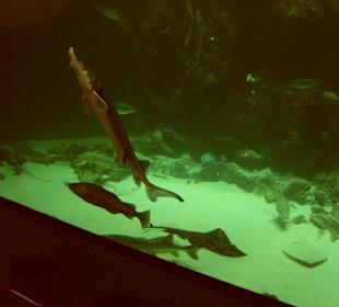 Im Aquarium
