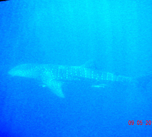 Китовая акула из окна батискафа