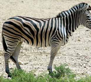 Zebra