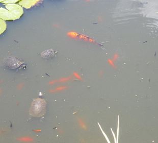 Schildkrötenteich
