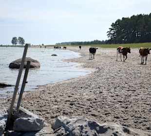 Öland Strand
