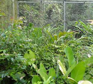 Poring Hot Springs - Schmetterlingsgarten