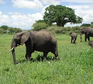 Tarangire NP, Tanzania.