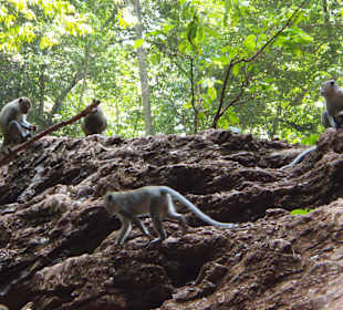 Monkey Cave
