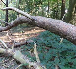 Umgefallene Bäume, halt Urwald