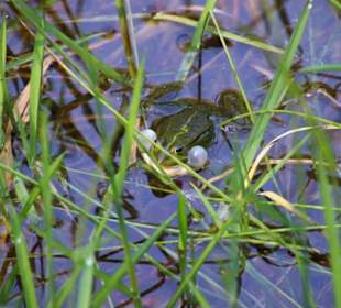 Froschkonzert im Raskotzsee
