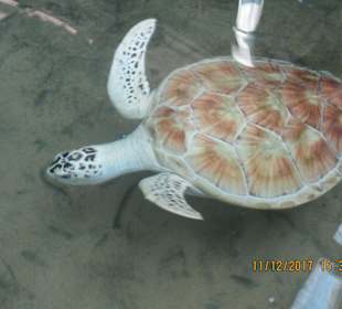 Schildkrötenfarm Albino