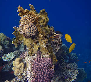 Schnorcheln Marsa Alam