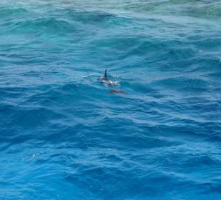 Unsere Delphine super Erlebnis