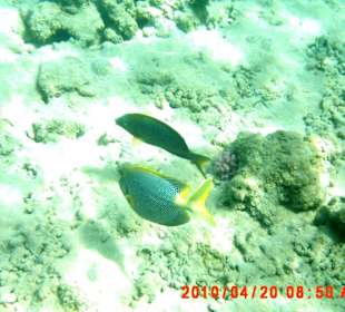 Fische in den Korallen