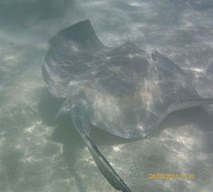 Stingray City