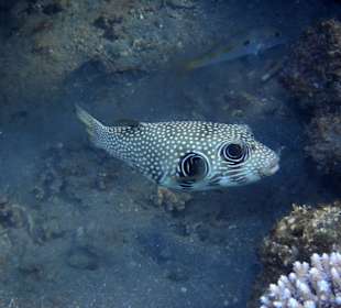 Kugelfisch am Hausriff Shams Alam Hotel
