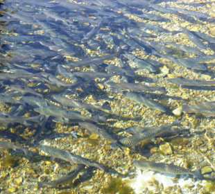 Herzogliche Fischzucht