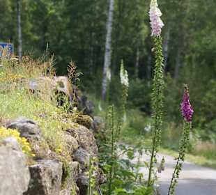 Natur pur an der Blidingsholmer Brücke