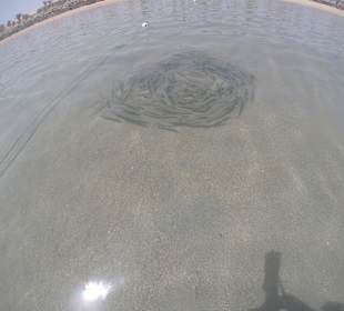 Клубок рыбок при входе в воду