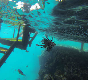 Feuerfisch beim Steg