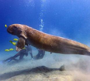 Dugong