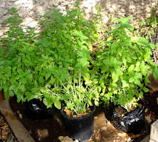 Impressionen vom Rundgang durch den Kräutergarten