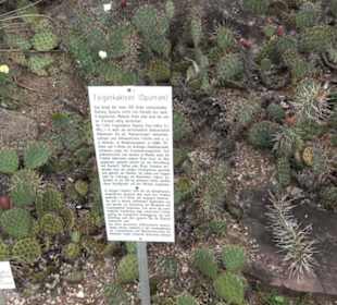 Apothekergarten