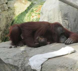 Orang-Utan mit Baby