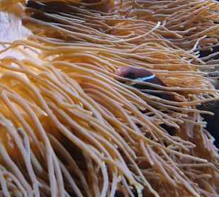 Allwetterzoo Münster