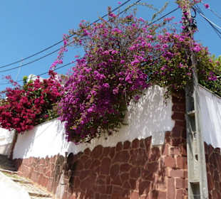 Blumengeschmückte Mauer