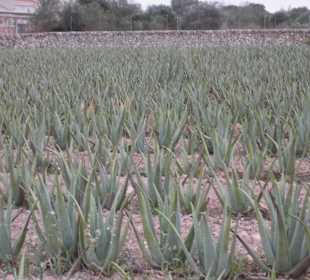Die Aloe Vera Felder