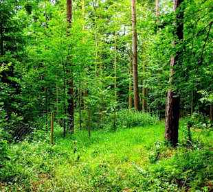 Auf-Abstieg Adlerstein Panorama