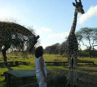 Auge in Auge mit einer Giraffe