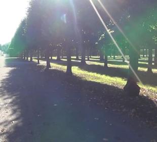 Irrgarten