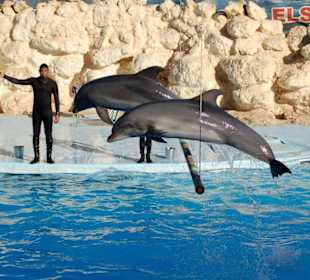 Dolphinella