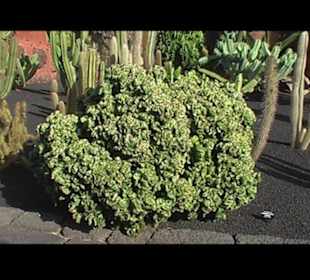 Kakteen so weit man sehen kann