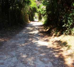 Hauptweg hier fahren die Ranger