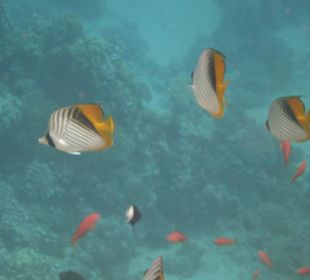 Fische am Tulip Resort