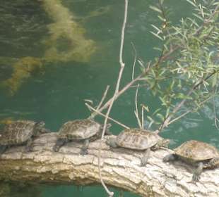 Schildkröten beim Sonnenbad
