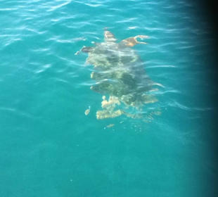 Bootstour Schildkröte Caretta
