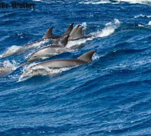 Delfine mit Sun&Fun Reisen