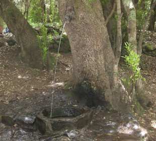 Quellwasser aus dem Baum