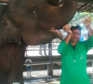 Waisenhaus Baby Elefanten Fütterung 