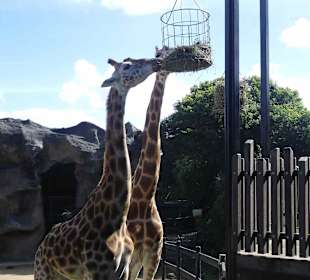 Taronga Zoo
