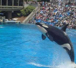 Shamu Show
