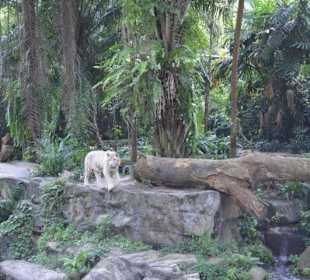Singapur Zoo