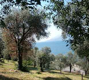 Brenzone, Olivenriviera