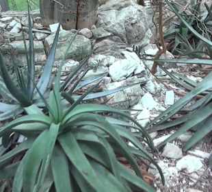 Tropicarium - Trockentropen