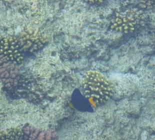 Herrliche Unterwasserwelt