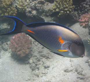 Schnorcheln im Hausriff