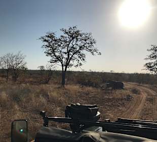 Safari Tour Timbavati