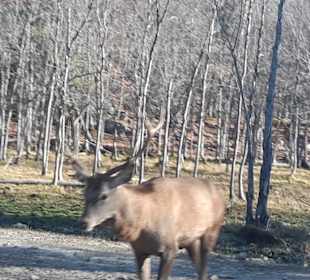 Parc Omega