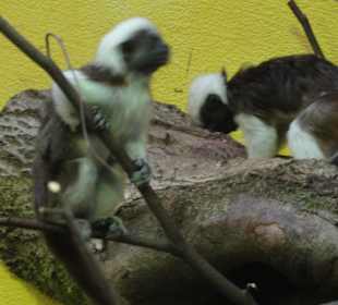 Äffchen
